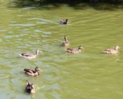 If you love to feed the ducks then the park is the best location for you. Overall, the park can be visited alone or with family. Every time, you visit